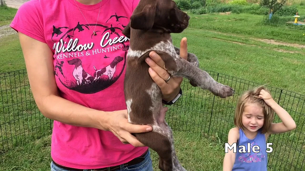 Poppy X Grouser Gsp Puppies