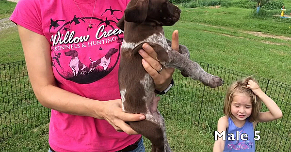 Poppy X Grouser Gsp Puppies