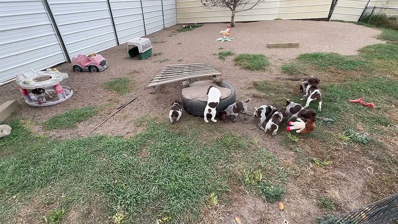 Gsp Puppies - Luna X Grouser  Litter - 6 Weeks Old