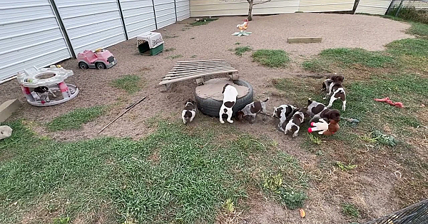 Gsp Puppies - Luna X Grouser  Litter - 6 Weeks Old