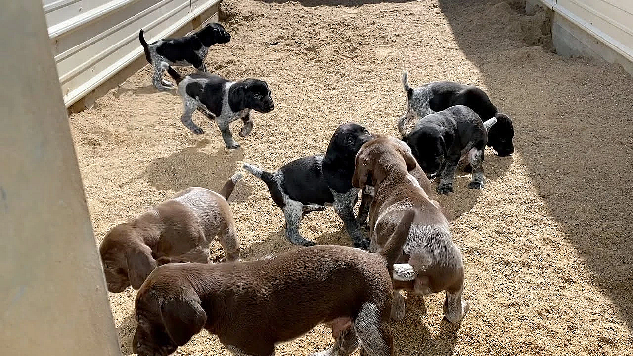 Frida X Grouser Gsp Puppies