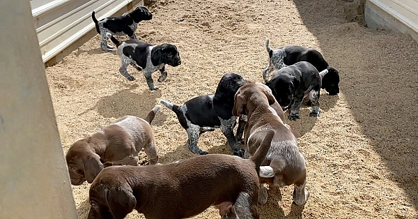 Frida X Grouser Gsp Puppies