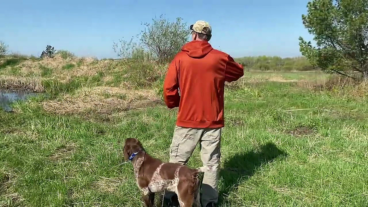 Grouser - Finished Gun Dog - Master Hunter