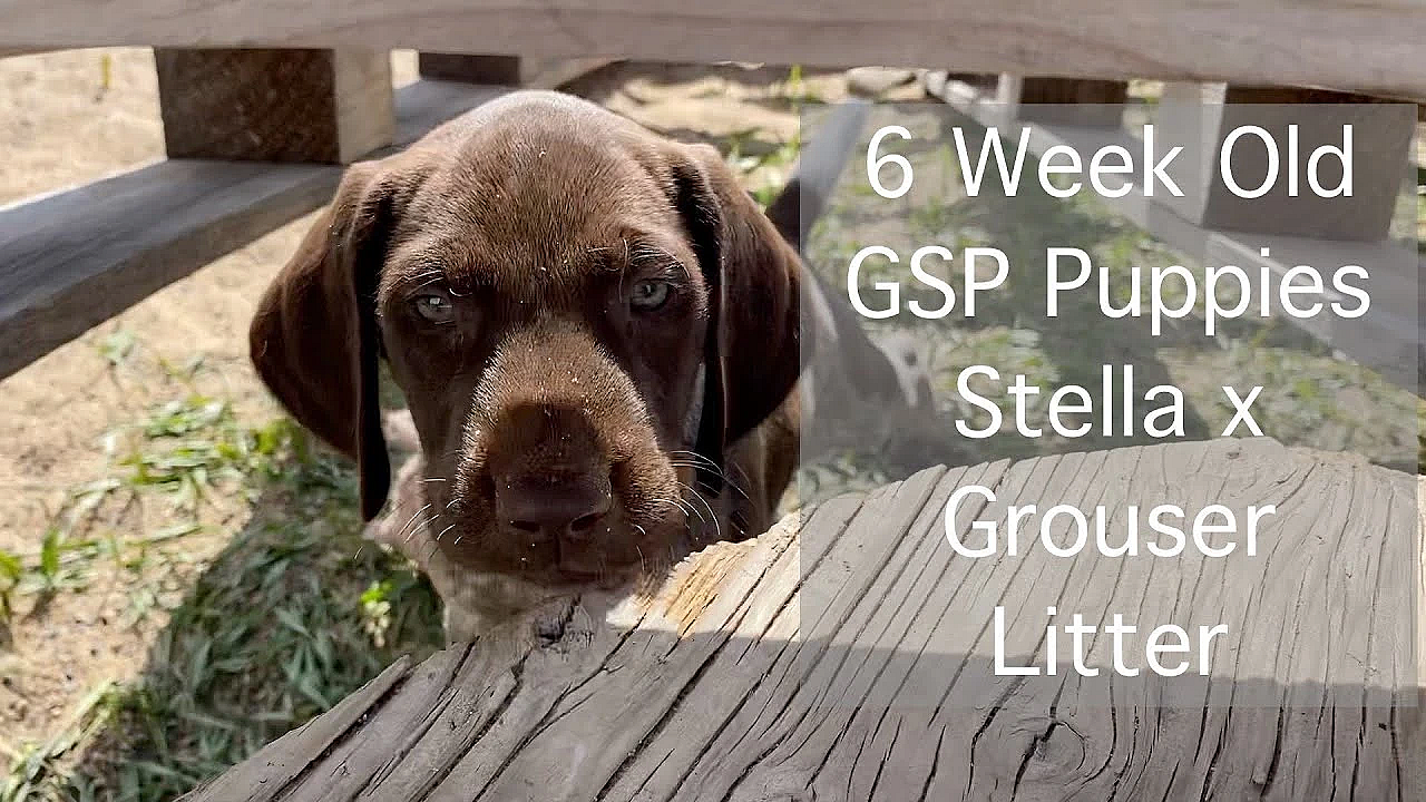 Stella X Grouser Gsp Puppies - 6 Weeks Old