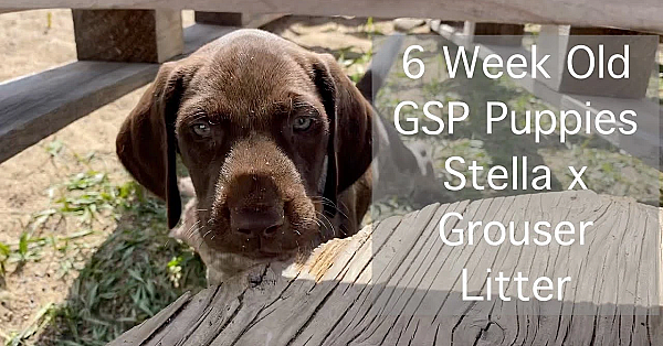 Stella X Grouser Gsp Puppies - 6 Weeks Old