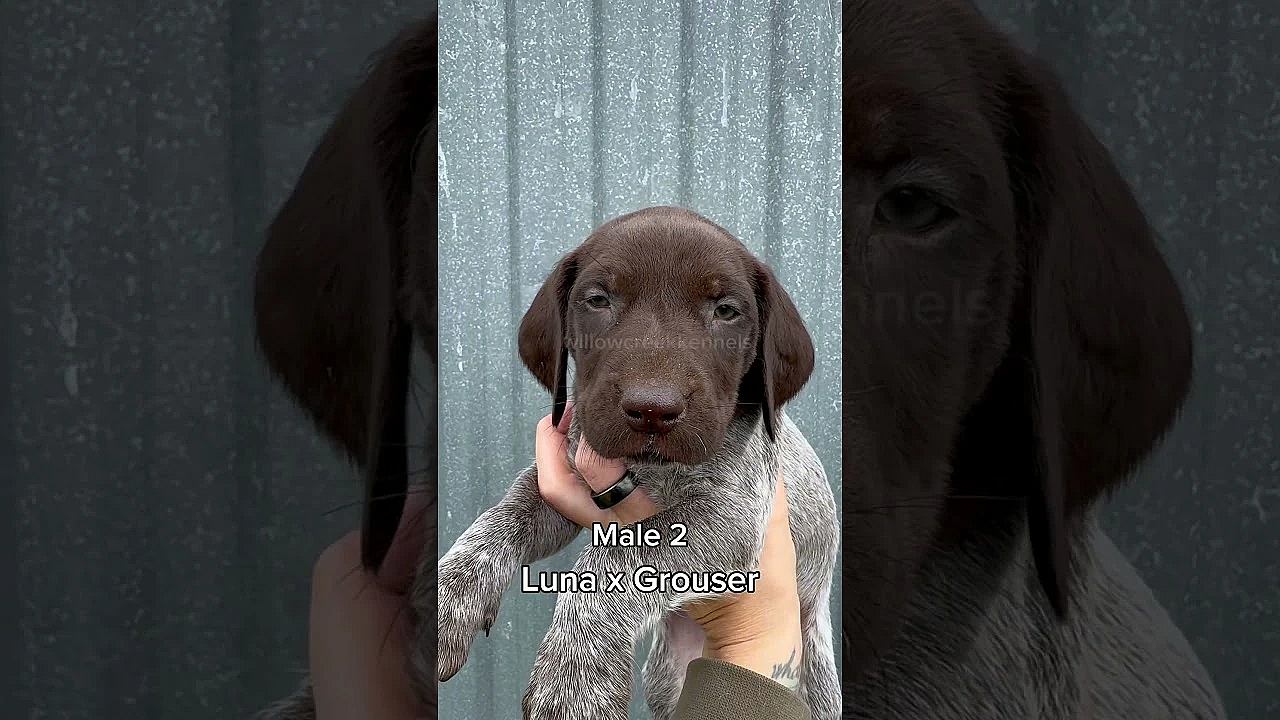 Look Who Turned 5 Weeks Old! #lunaxgrouser #willowcreekgsp #gsppuppy #germanshorthairedpointer