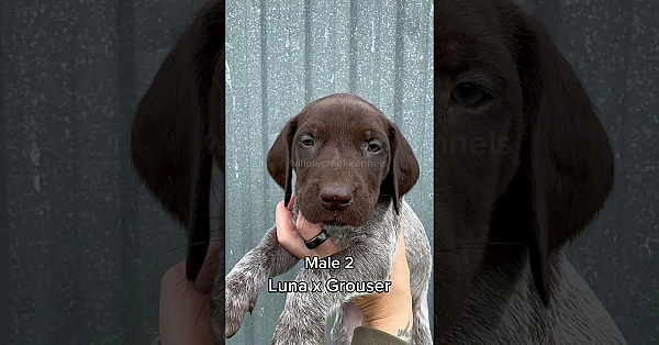 Look Who Turned 5 Weeks Old! #lunaxgrouser #willowcreekgsp #gsppuppy #germanshorthairedpointer