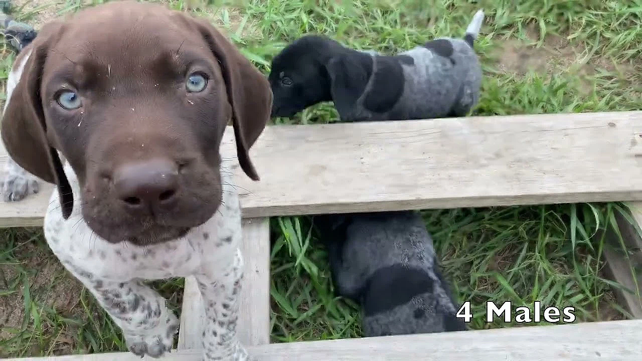 Gsp Puppies - Gilly X Bob - 7-8-23