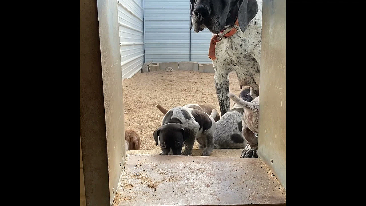 Aspen Pups Learn To Get Inside Using Steps (gsp Puppies)