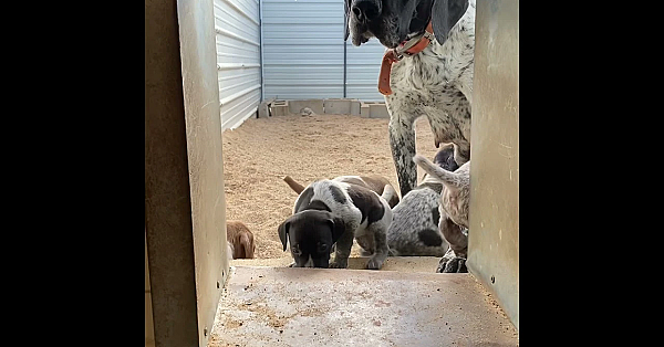 Aspen Pups Learn To Get Inside Using Steps (gsp Puppies)