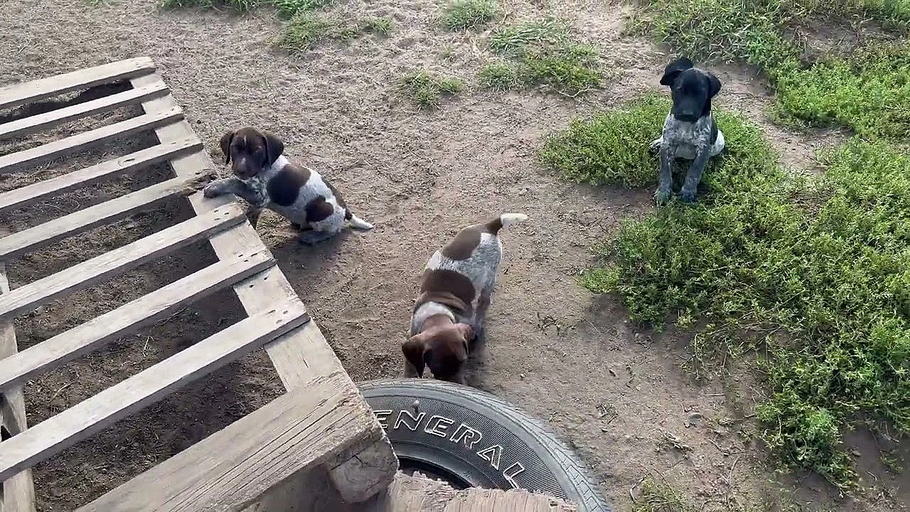 Berry X Grouser Gsp Puppies