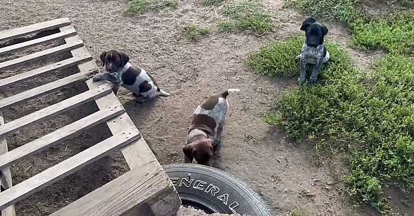 Berry X Grouser Gsp Puppies