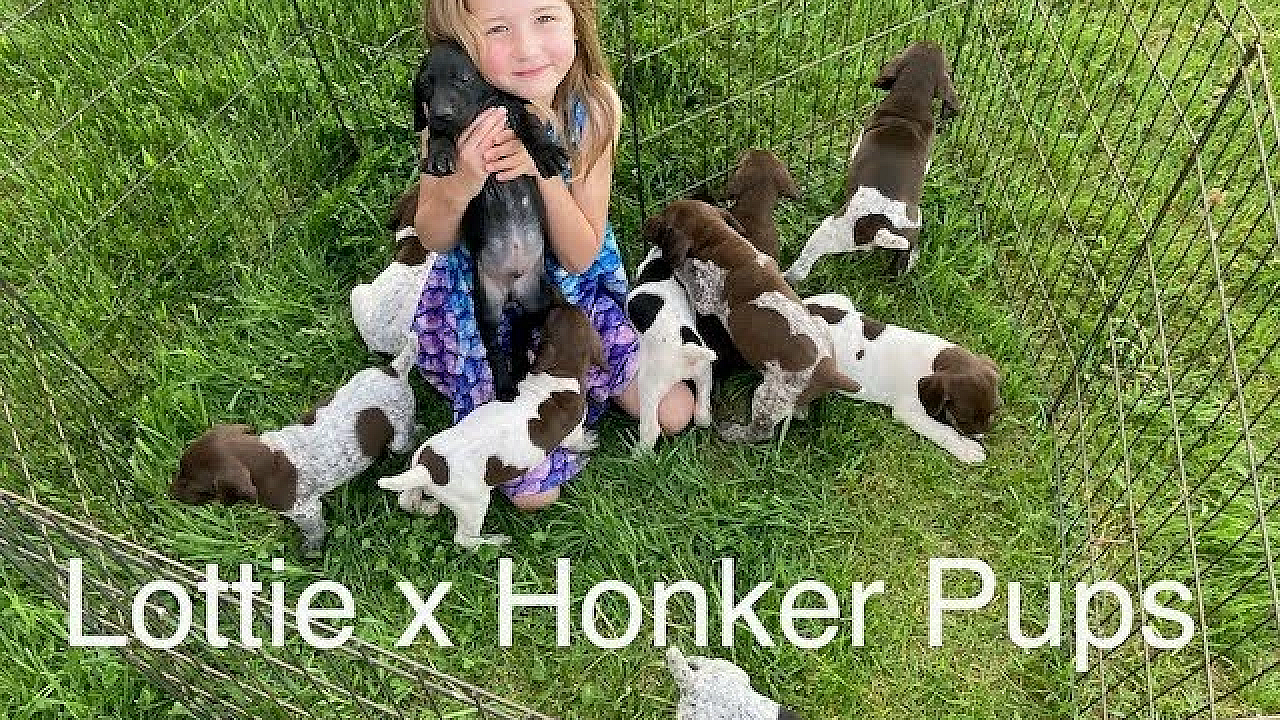 Lottie X Honker Pups Socialize With Kids