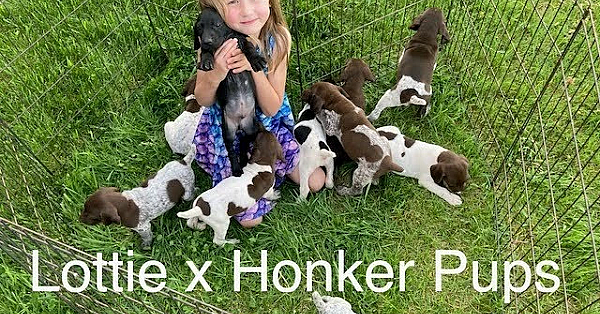 Lottie X Honker Pups Socialize With Kids