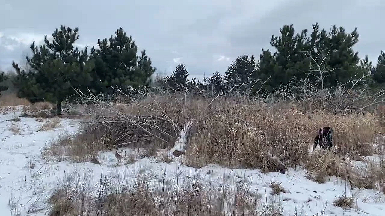 Willow Creek’s Berry Working A Pair Of Hungarian Partridge.