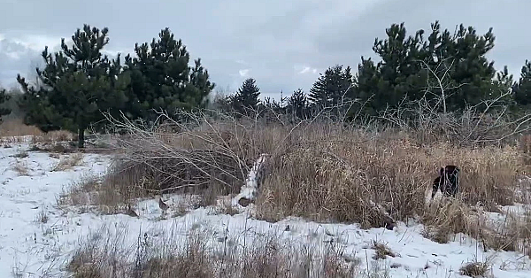 Willow Creek’s Berry Working A Pair Of Hungarian Partridge.
