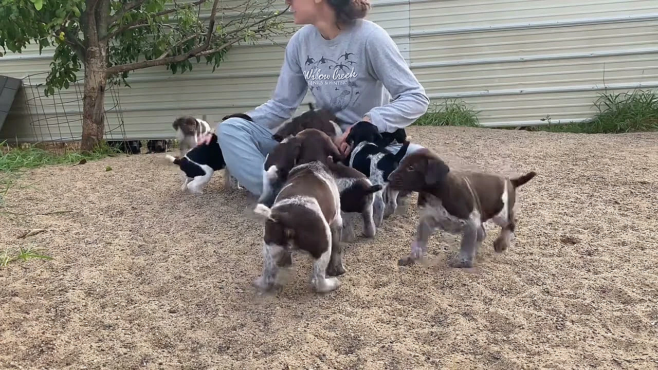 Stella X Drake Gsp Puppies - 4.5 Weeks Old