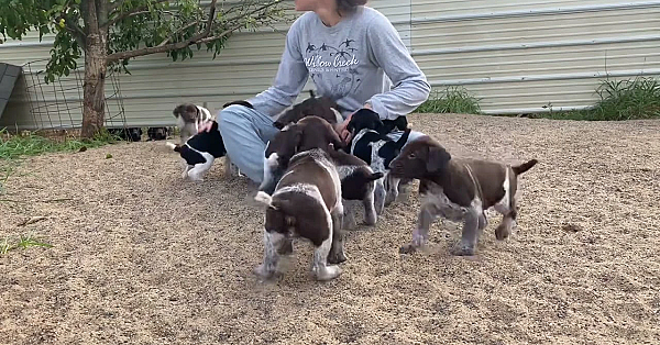 Stella X Drake Gsp Puppies - 4.5 Weeks Old