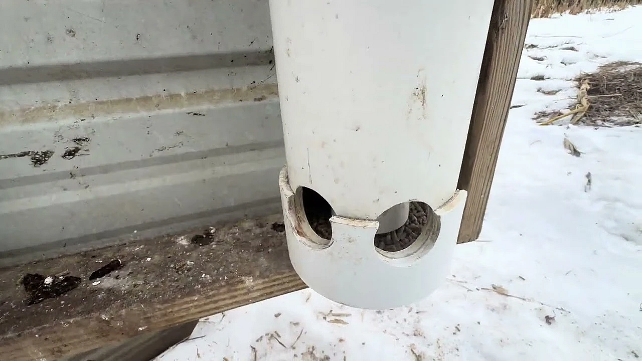 How To Care For Recall Quail In The Winter.