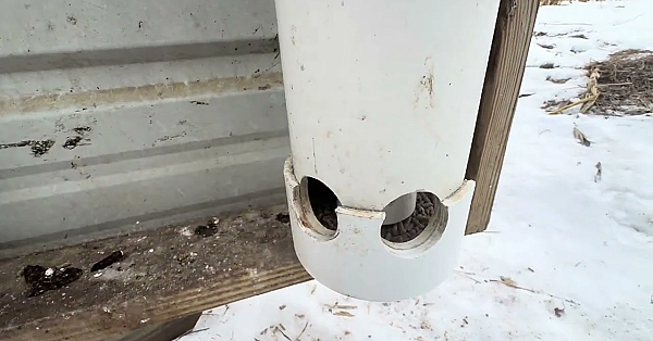 How To Care For Recall Quail In The Winter.