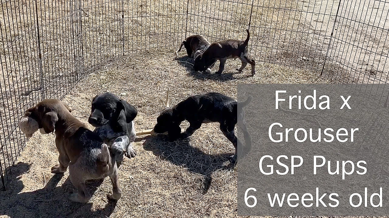 Frida X Grouser German Shorthair Puppies - 6 Weeks Old