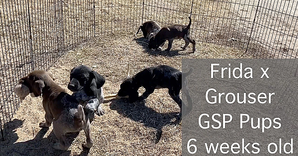 Frida X Grouser German Shorthair Puppies - 6 Weeks Old