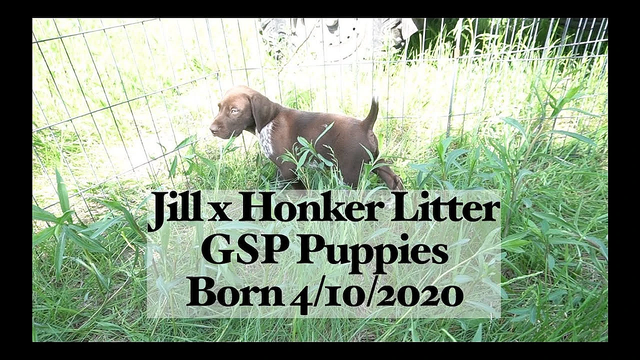 Jill X Honker 4-10-20 Gsp Puppies
