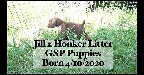 Jill X Honker 4-10-20 Gsp Puppies