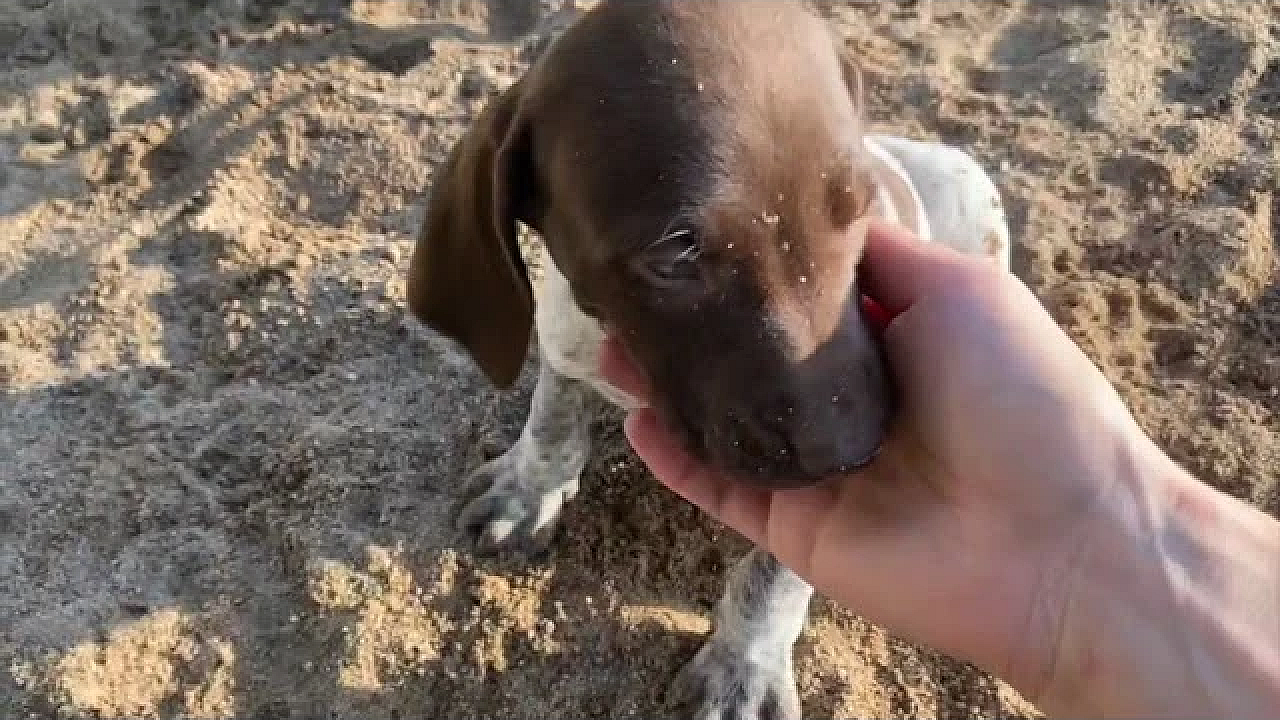 6 Week Old German Shorthair Puppies - Stella X Drake