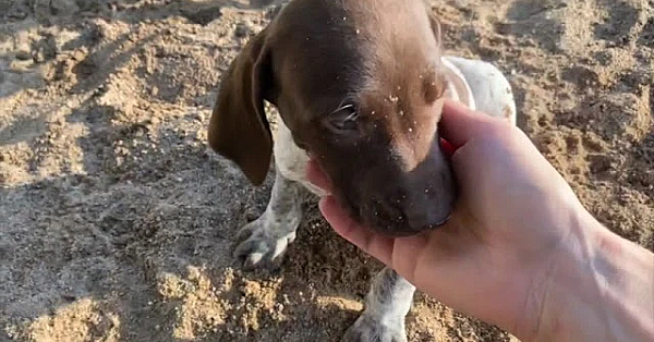 6 Week Old German Shorthair Puppies - Stella X Drake
