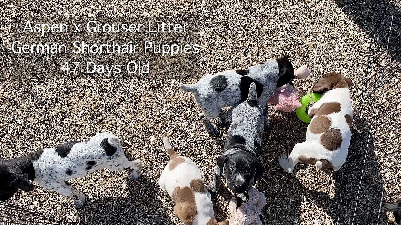 German Shorthair Puppies - 47 Days Old - Aspen X Grouser Litter