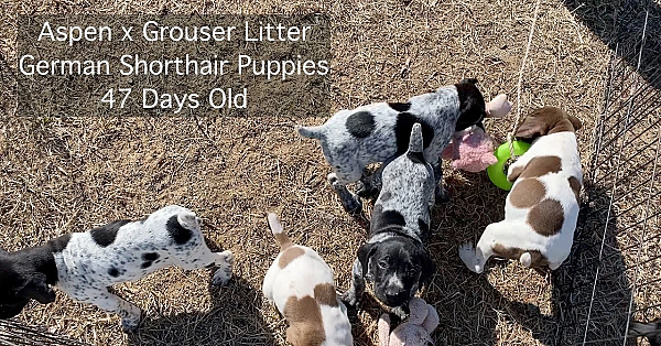 German Shorthair Puppies - 47 Days Old - Aspen X Grouser Litter