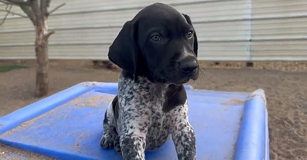 Gsp Puppies - Maebe X Ruger - 6 Weeks Old