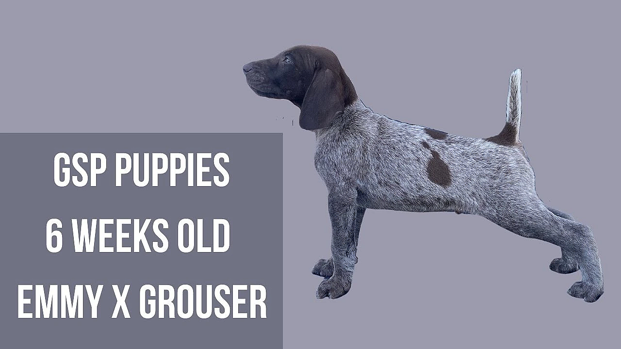Gsp Puppies - Emmy X Grouser - 6 Weeks Old