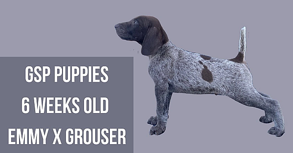 Gsp Puppies - Emmy X Grouser - 6 Weeks Old