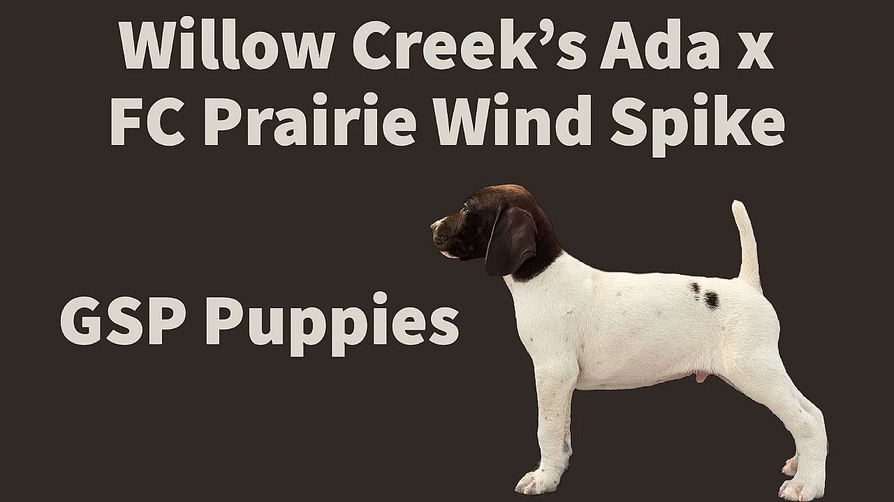 Gsp Puppies Wc Ada X Pw Spike - 6 Weeks Old