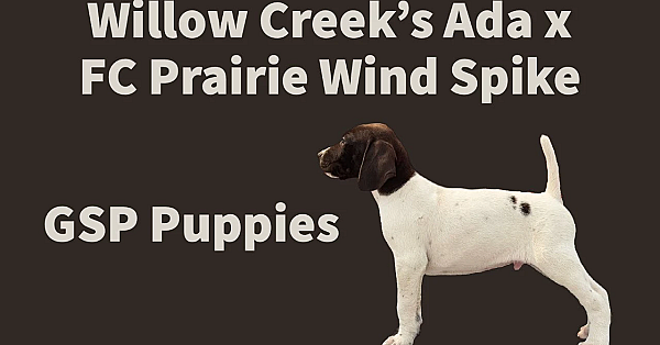 Gsp Puppies Wc Ada X Pw Spike - 6 Weeks Old