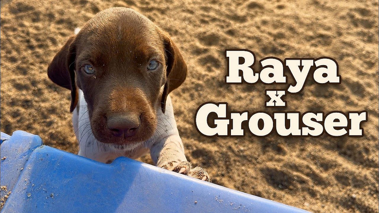 Raya x Grouser Litter Born 6/17/26 - GSP Puppies