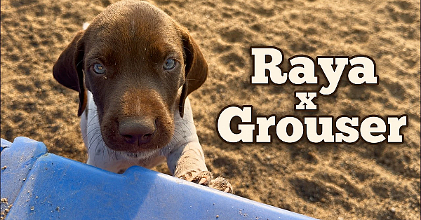 Raya x Grouser Litter Born 6/17/26 - GSP Puppies