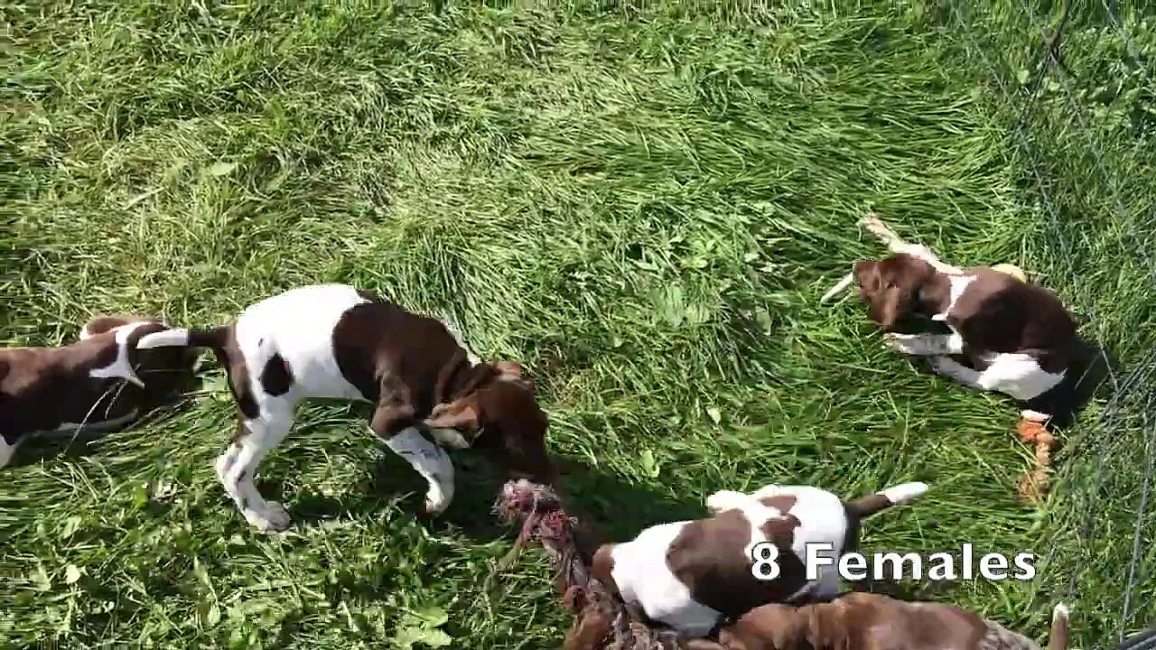 Mya X Drake Gsp Puppies