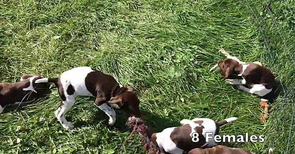 Mya X Drake Gsp Puppies