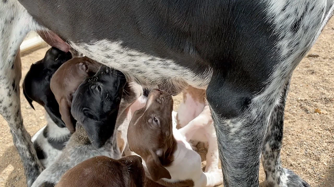 Aspen X Grouser Gsp Puppies 2021