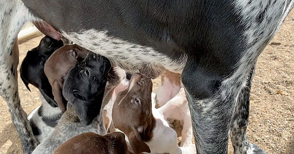 Aspen X Grouser Gsp Puppies 2021