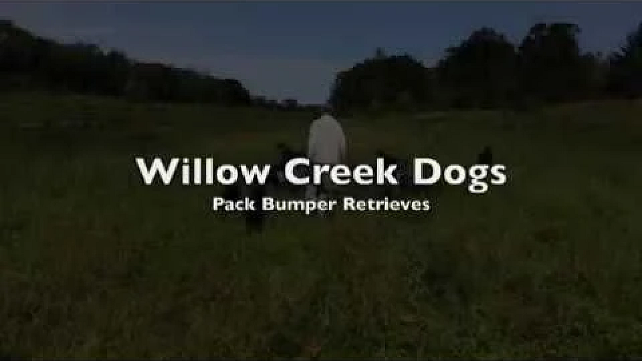 Pack Bumper Retrieves - Willow Creek Dogs