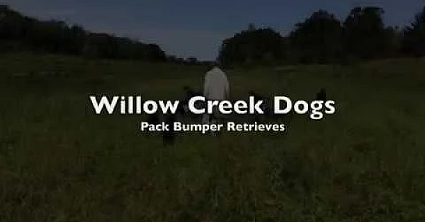 Pack Bumper Retrieves - Willow Creek Dogs