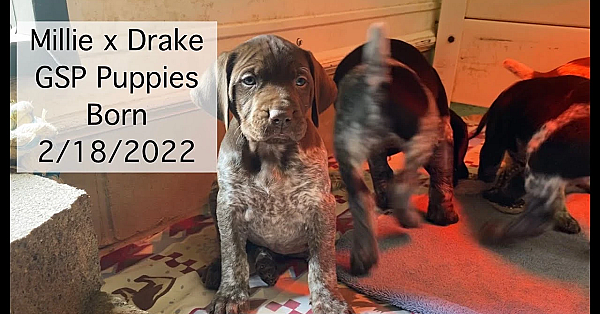 Millie X Drake Gsp Puppies