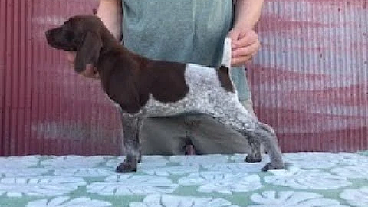 Gsp Puppies - Frida X Grouser Litter