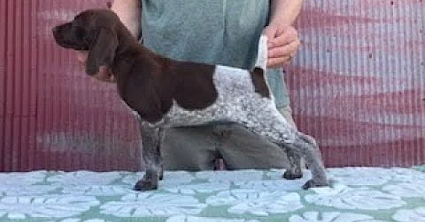 Gsp Puppies - Frida X Grouser Litter