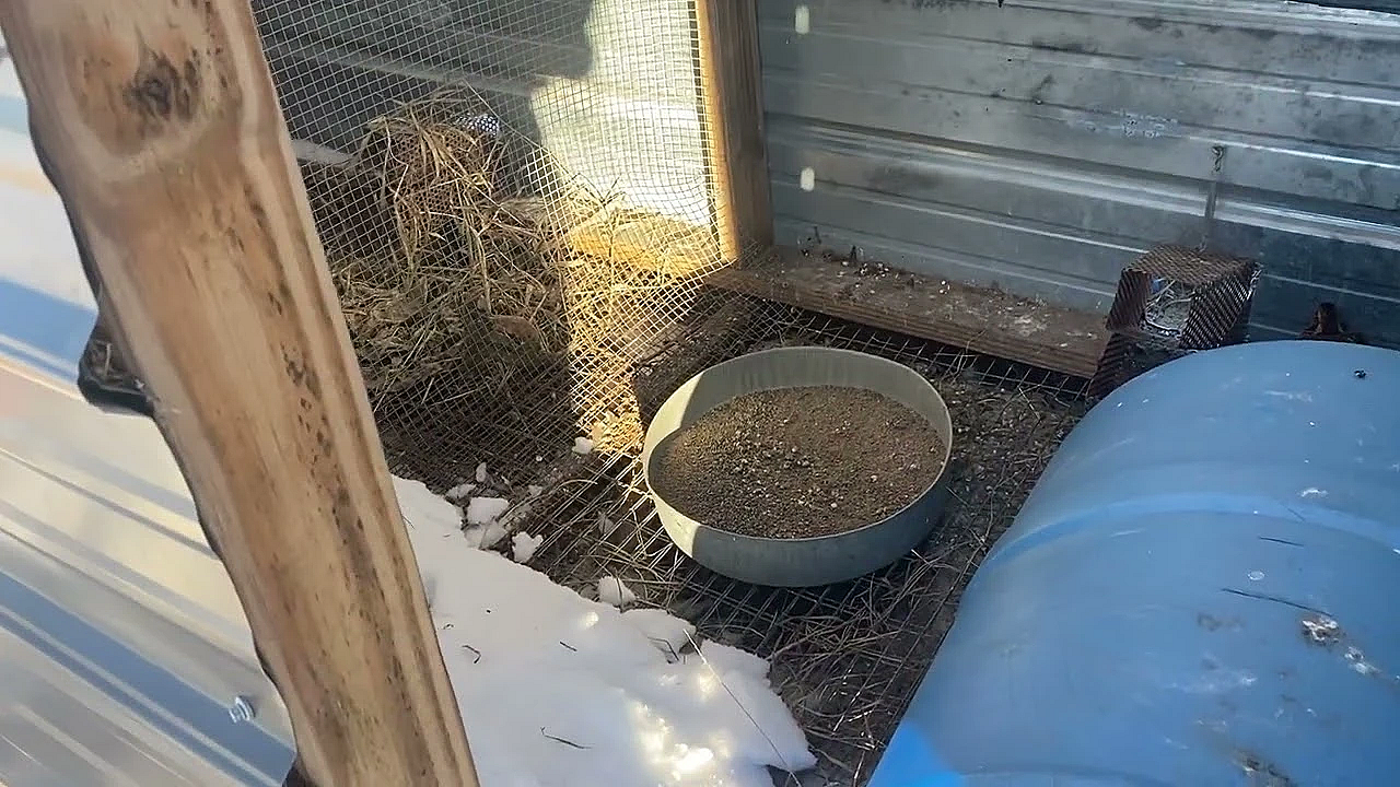 Winter Quail Recall Pen.