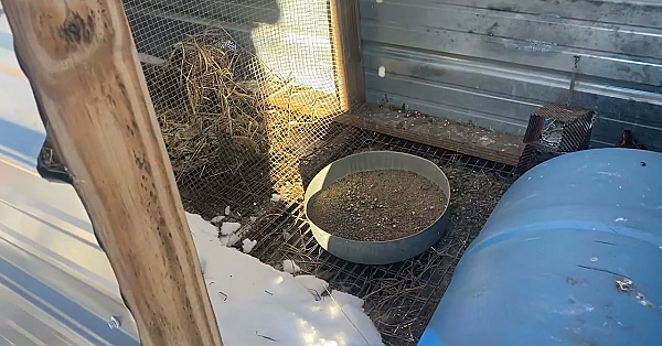 Winter Quail Recall Pen.